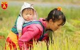 Mùa vàng ở vùng cao Y Tý